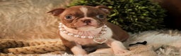 Boston Terrier dogs for sale: Kloe - Ad 5