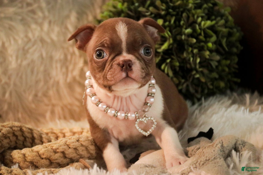 Boston Terrier dogs for sale: Kloe - Ad 5