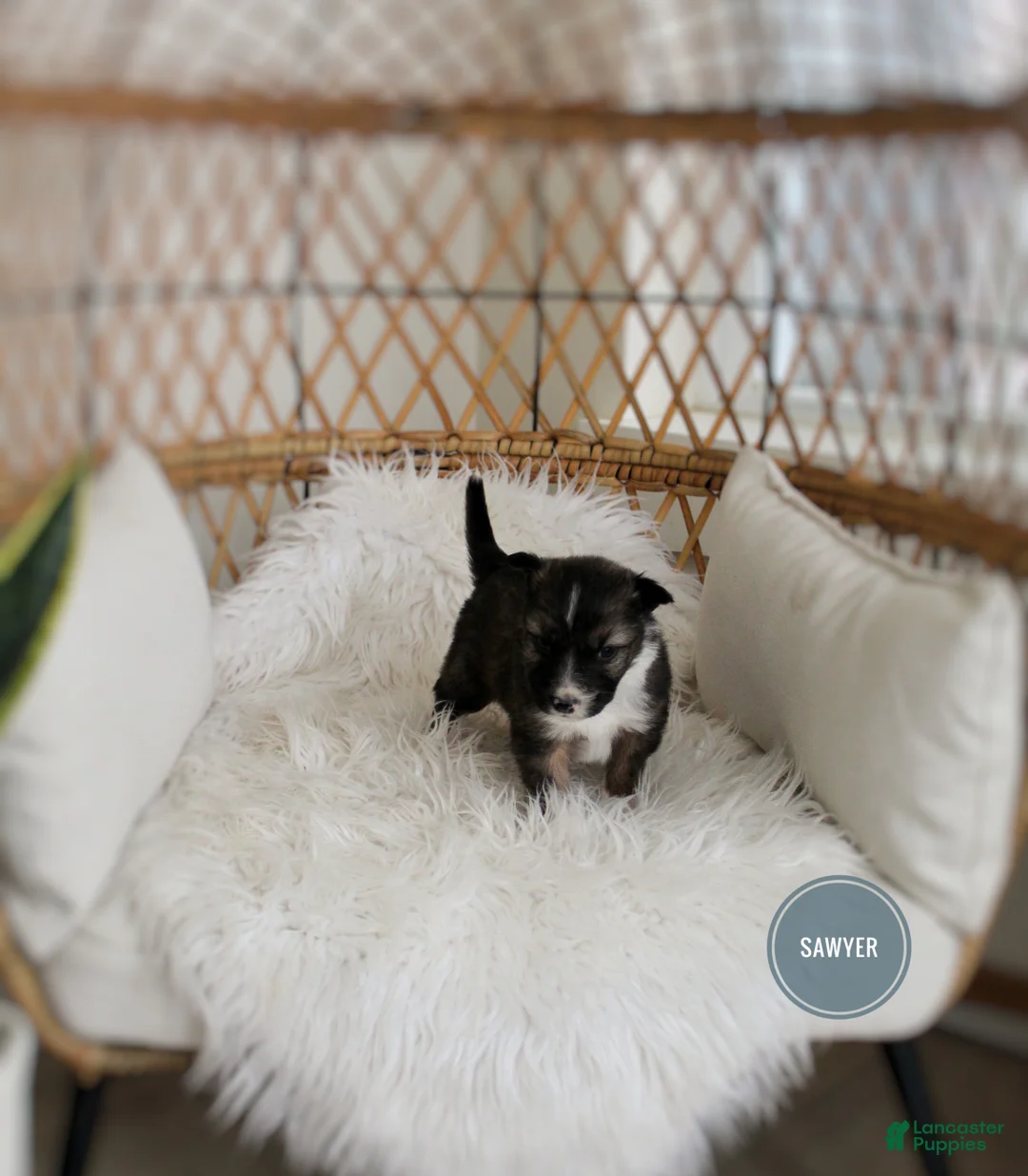 Mixed Breed dogs for sale: Sawyer  - Ad 4