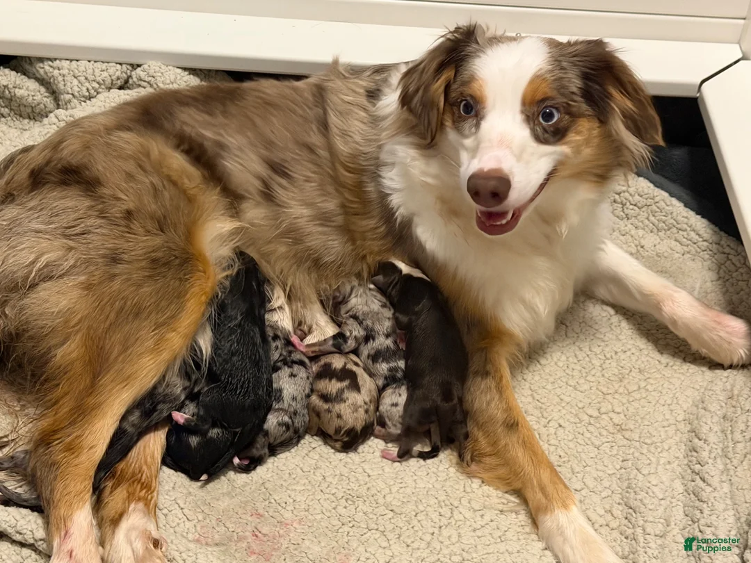 Australian Shepherd dogs for sale: Houston - Ad 6