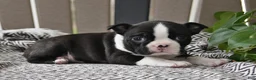 Boston Terrier dogs for sale: Paige - Ad 2