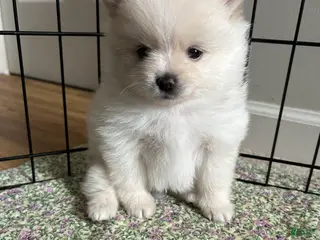 Pomeranian dogs for sale: Pomeranian Puppy 1 - Ad 2