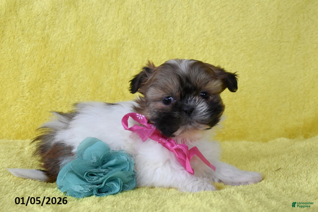 Shih Tzu dogs for sale: Sapphire - Ad 2