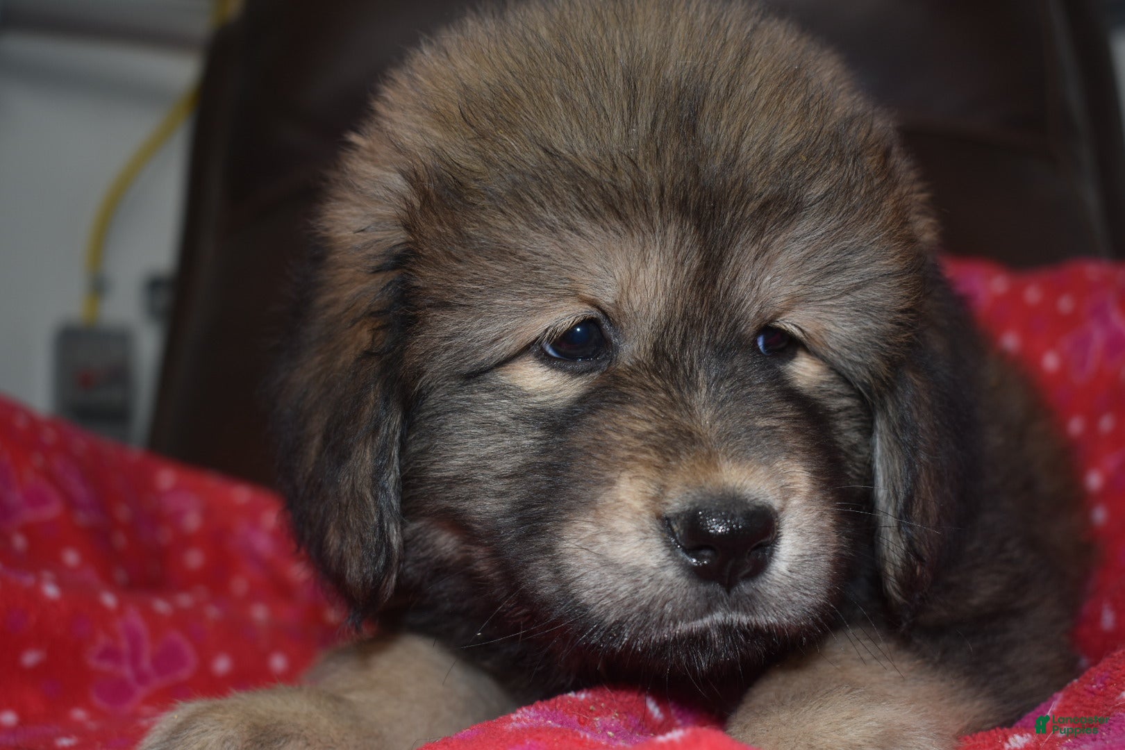 Tibetan Mastiff dogs April - Ad 1