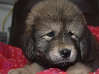 Tibetan Mastiff dogs April - Ad 1