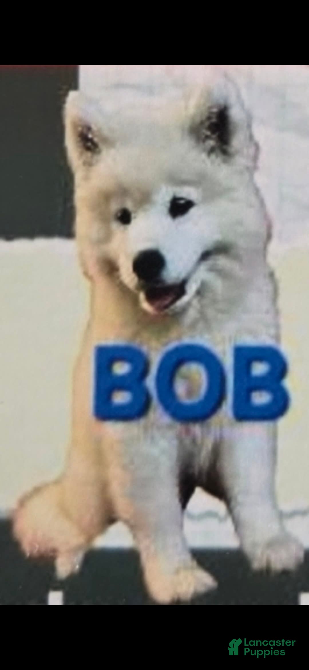 Samoyed dogs Bobby - Ad 1