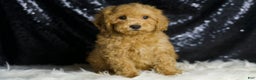 Mini Goldendoodle dogs for sale: Donald - Ad 5