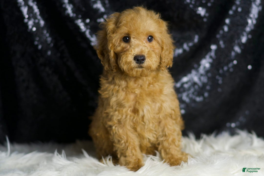 Mini Goldendoodle dogs for sale: Donald - Ad 5
