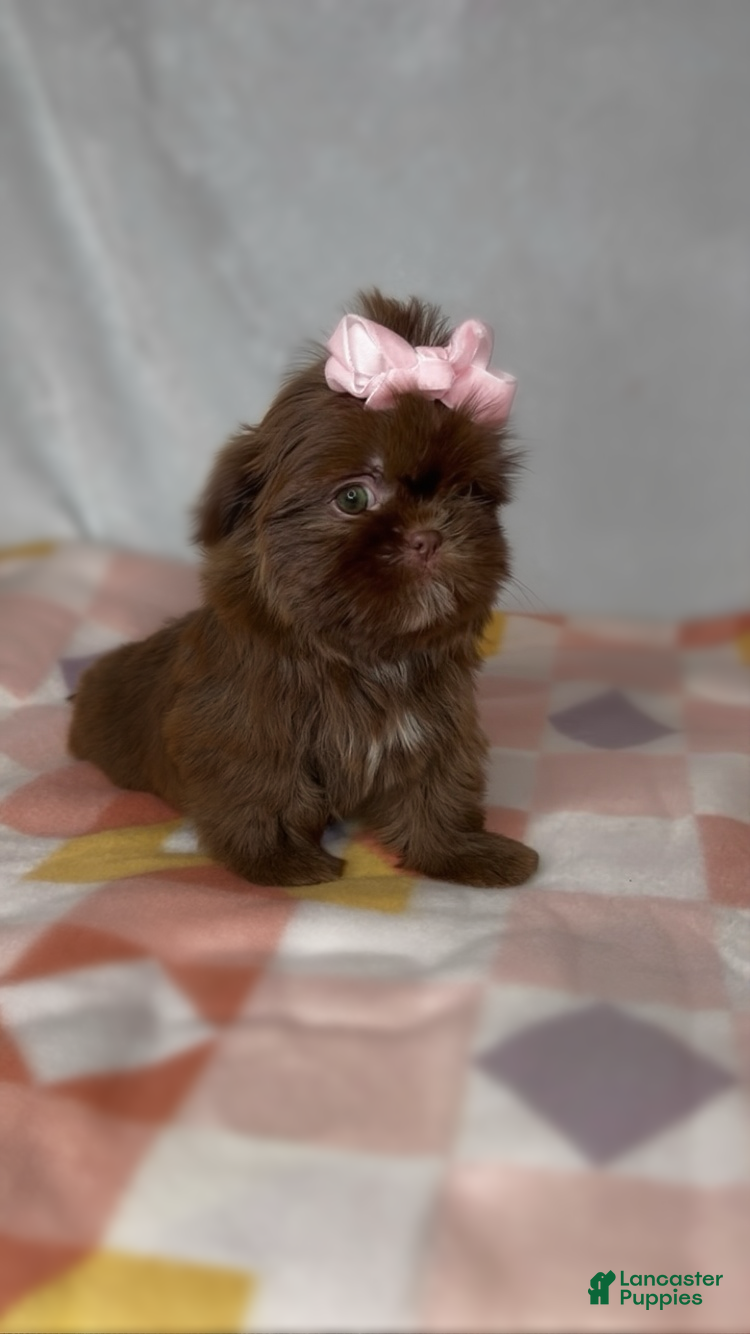 Shih Tzu dogs Shih Tzu 4 - Ad 26