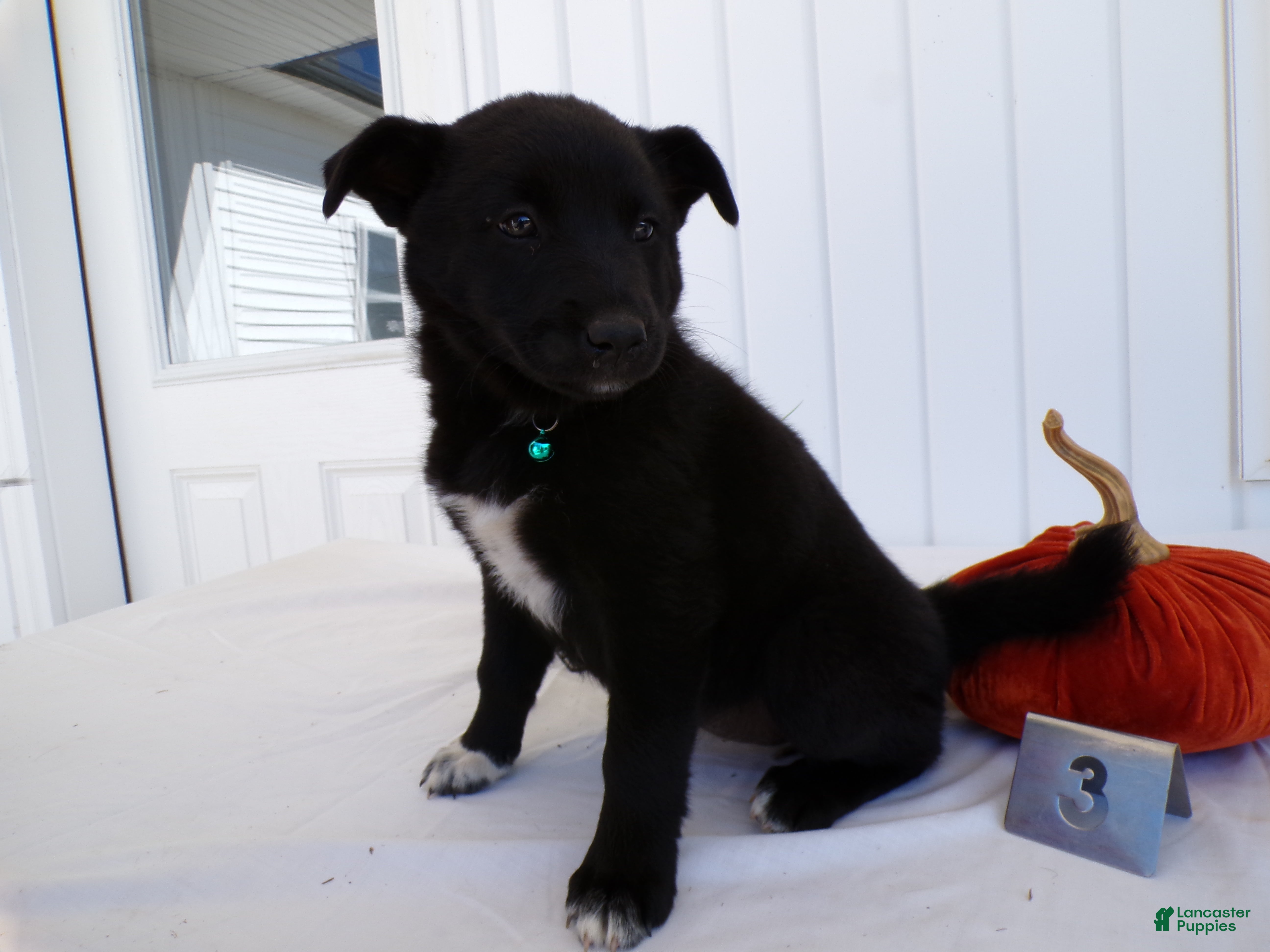 German Shepherd dogs German Shepherd Puppy 3 - Ad 42