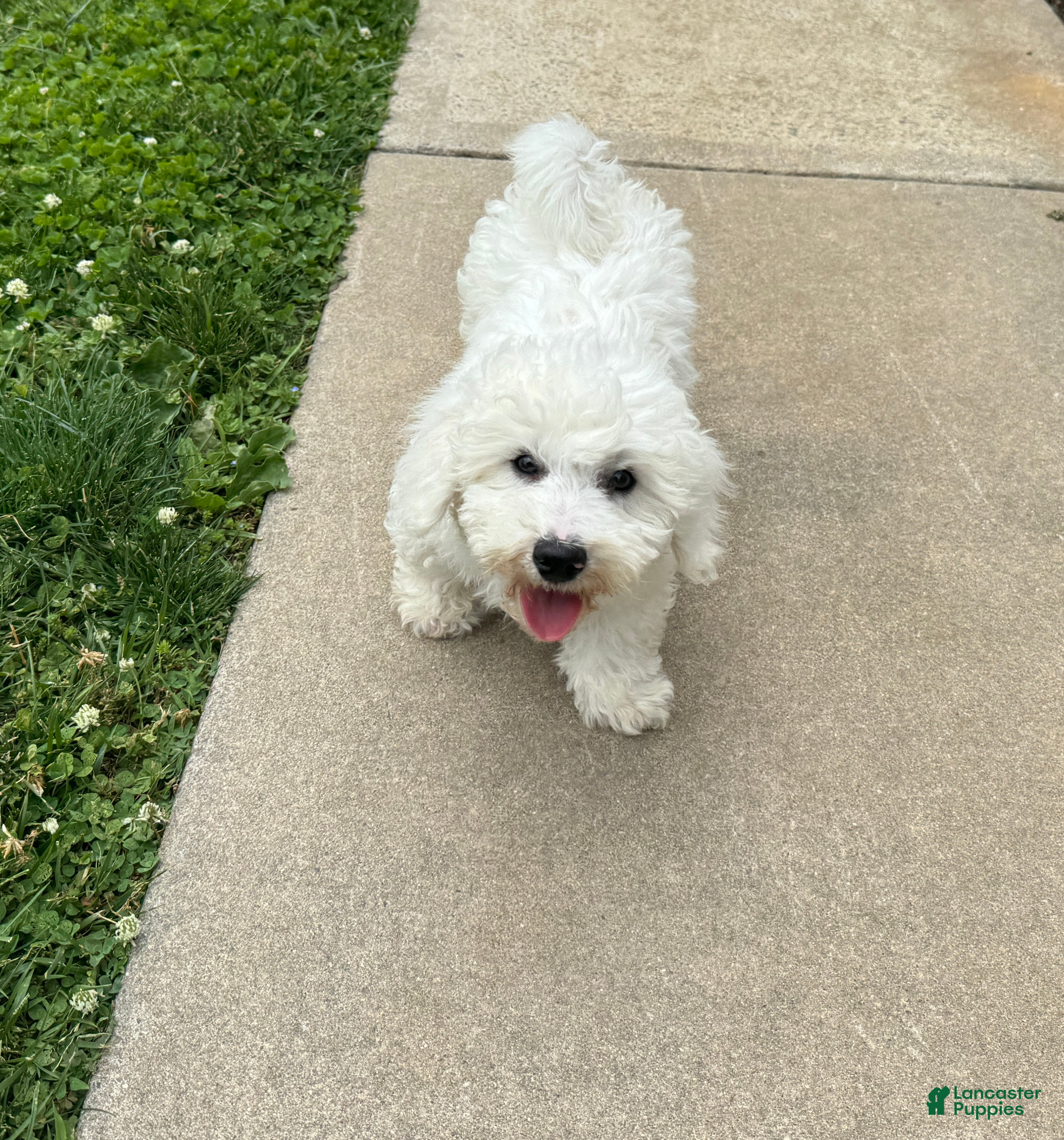Bichon Frise dogs Ennis - Ad 2