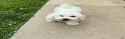Bichon Frise dogs for sale: Ennis - Ad 2