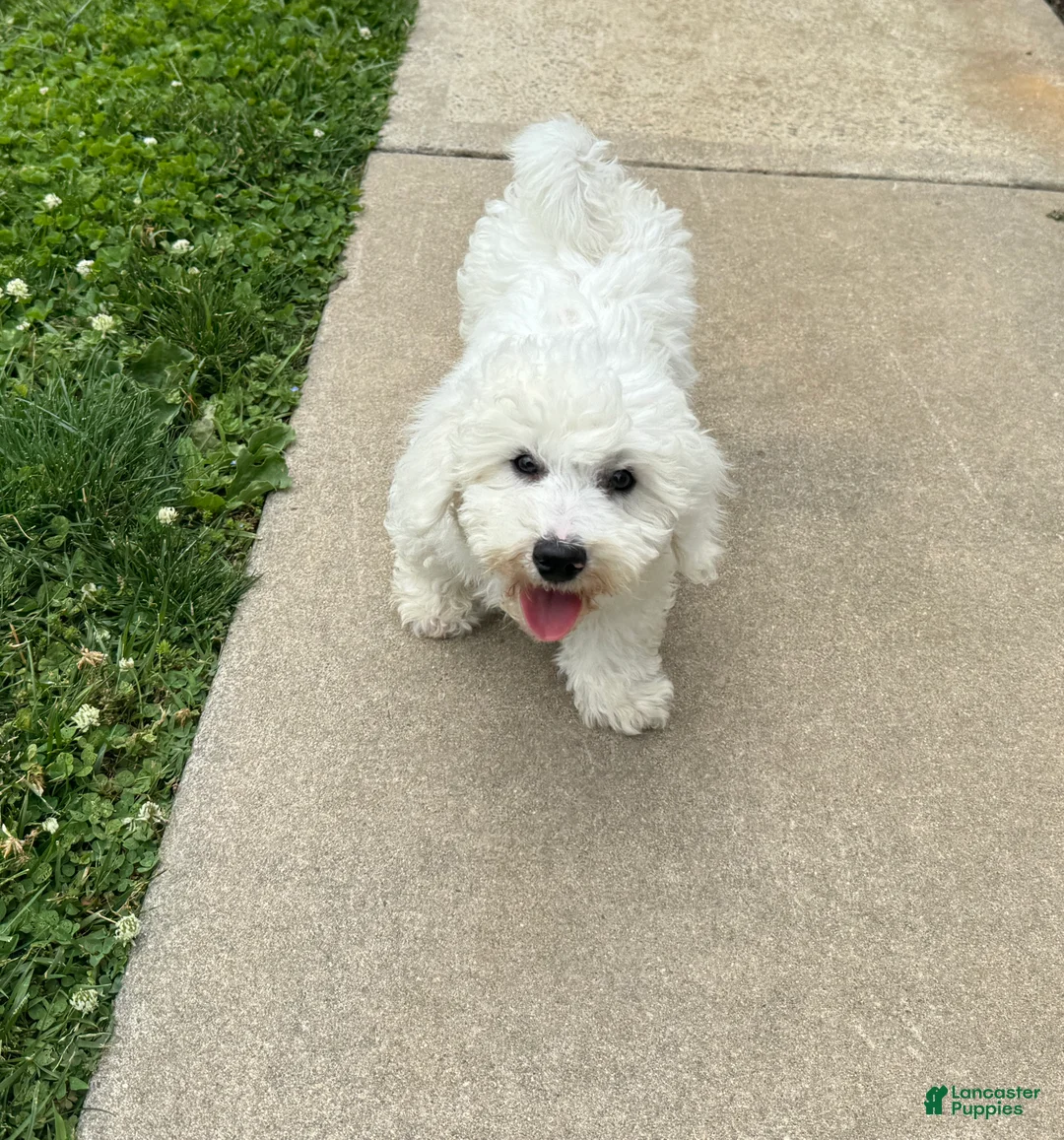 Bichon Frise dogs for sale: Ennis - Ad 2