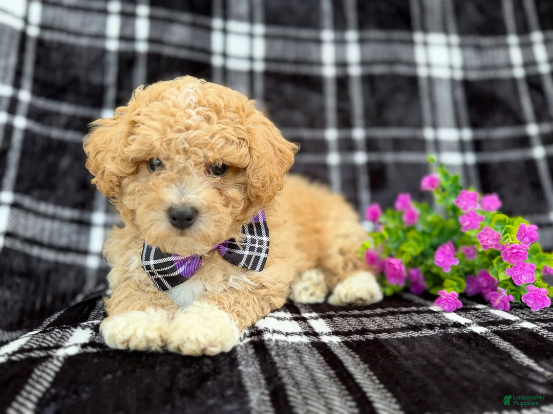 Bichpoo dogs for sale: Baxter  - Ad 7