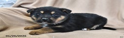 Mixed Breed dogs for sale: Maya - Ad 4