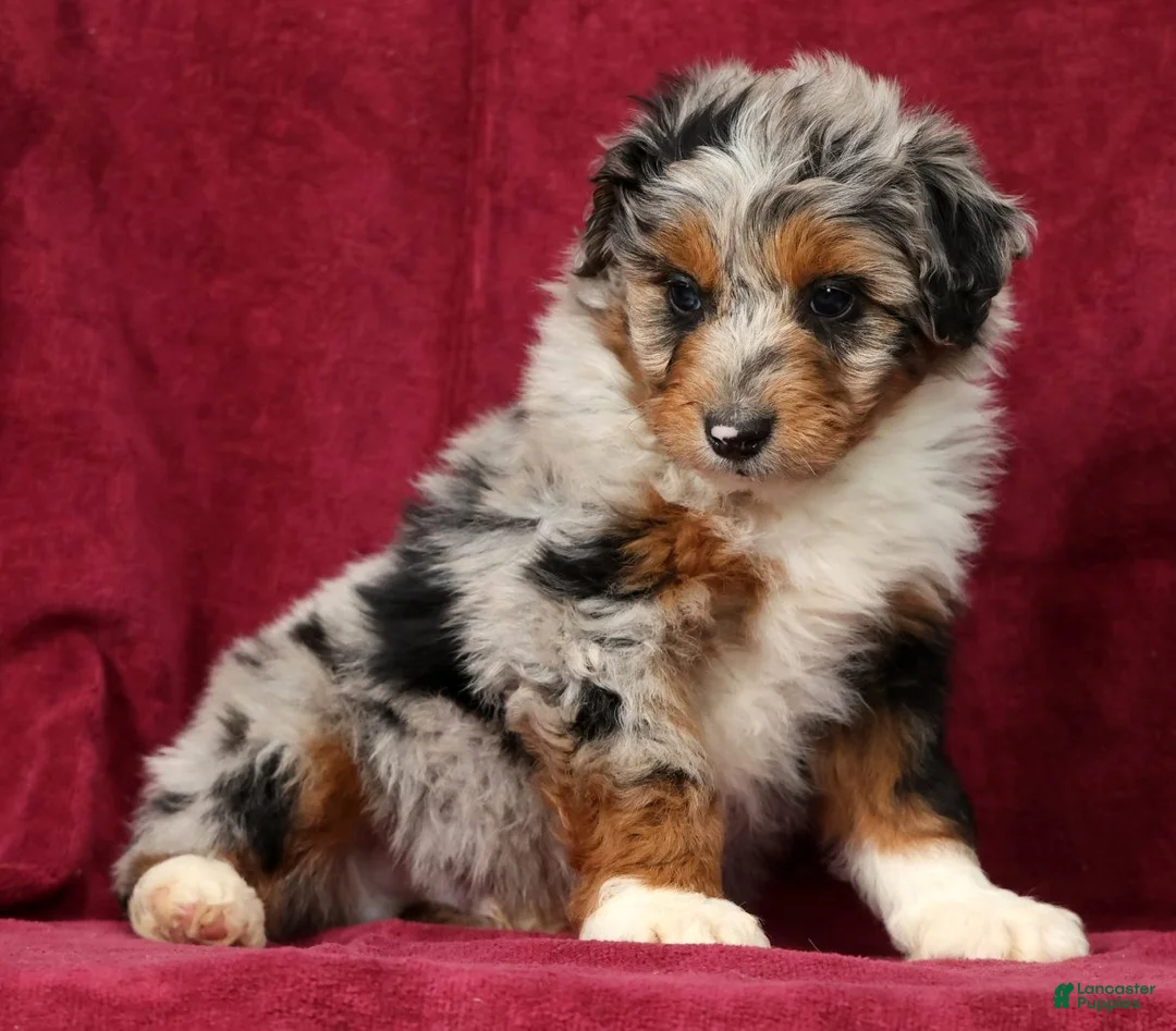 Mini Aussiedoodle dogs for sale: Andy - Ad 2
