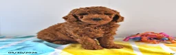 Mini Goldendoodle dogs for sale: Rascal - Ad 1