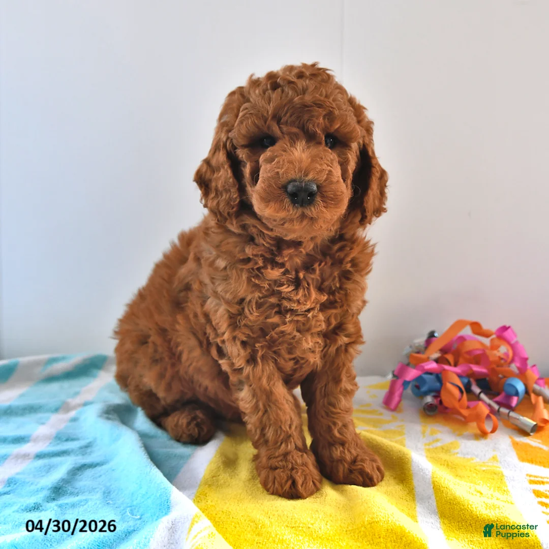 Mini Goldendoodle dogs for sale: Rascal - Ad 1