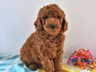 Mini Goldendoodle dogs for sale: Rascal - Ad 2
