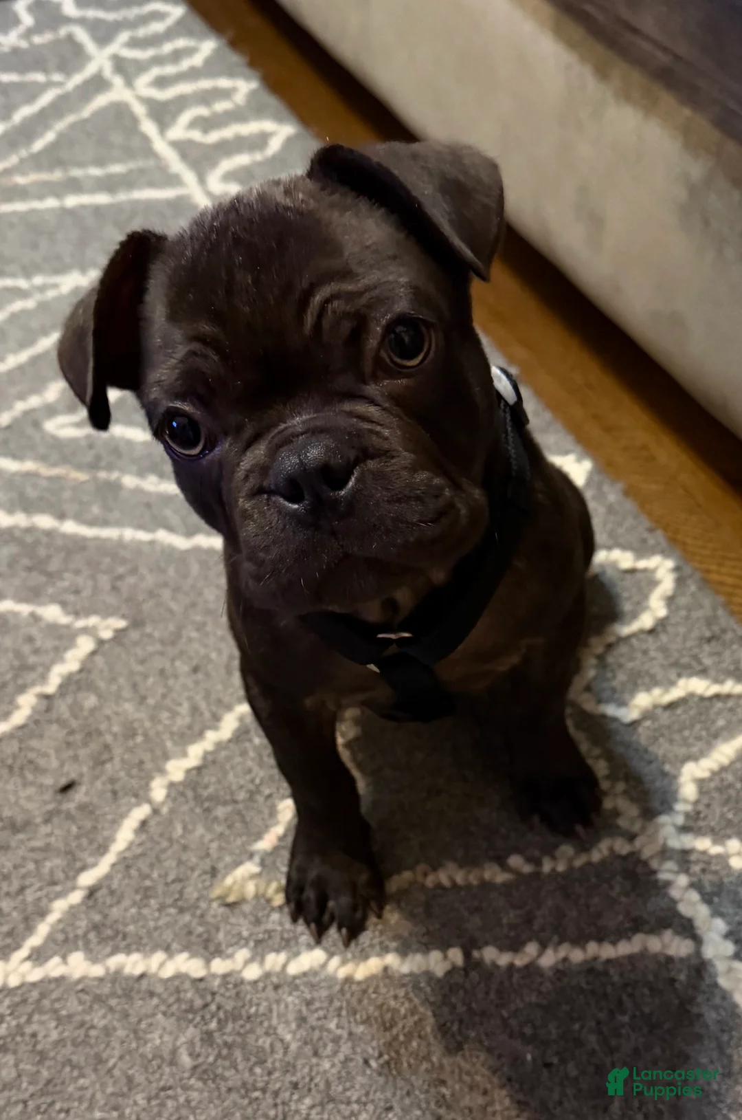 French Bulldog dogs for sale: French Bulldog 1 - Ad 1