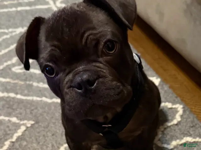 French Bulldog dogs for sale: French Bulldog 1 - Ad 1