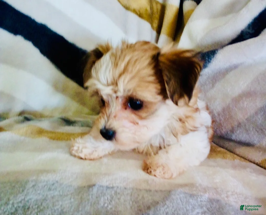 Yochon dogs for sale: Missy - Ad 6