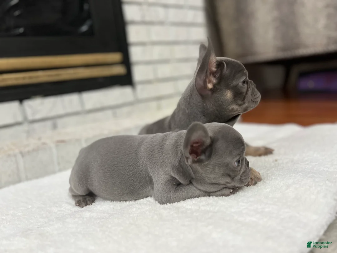 French Bulldog dogs for sale: Jethro - Ad 6