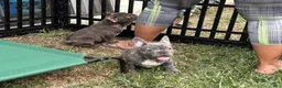 French Bulldog dogs for sale: Nico - Ad 1