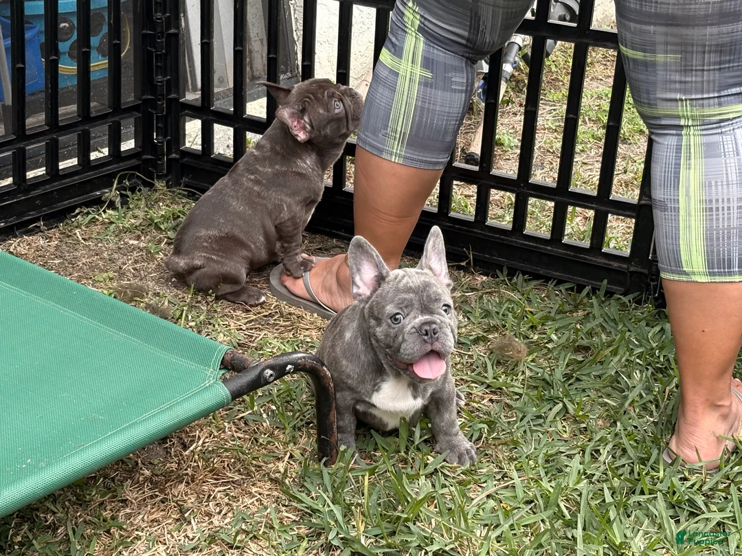 French Bulldog dogs for sale: Nico - Ad 1