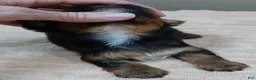 Yorkshire Terrier dogs for sale: Bubbles  - Ad 4