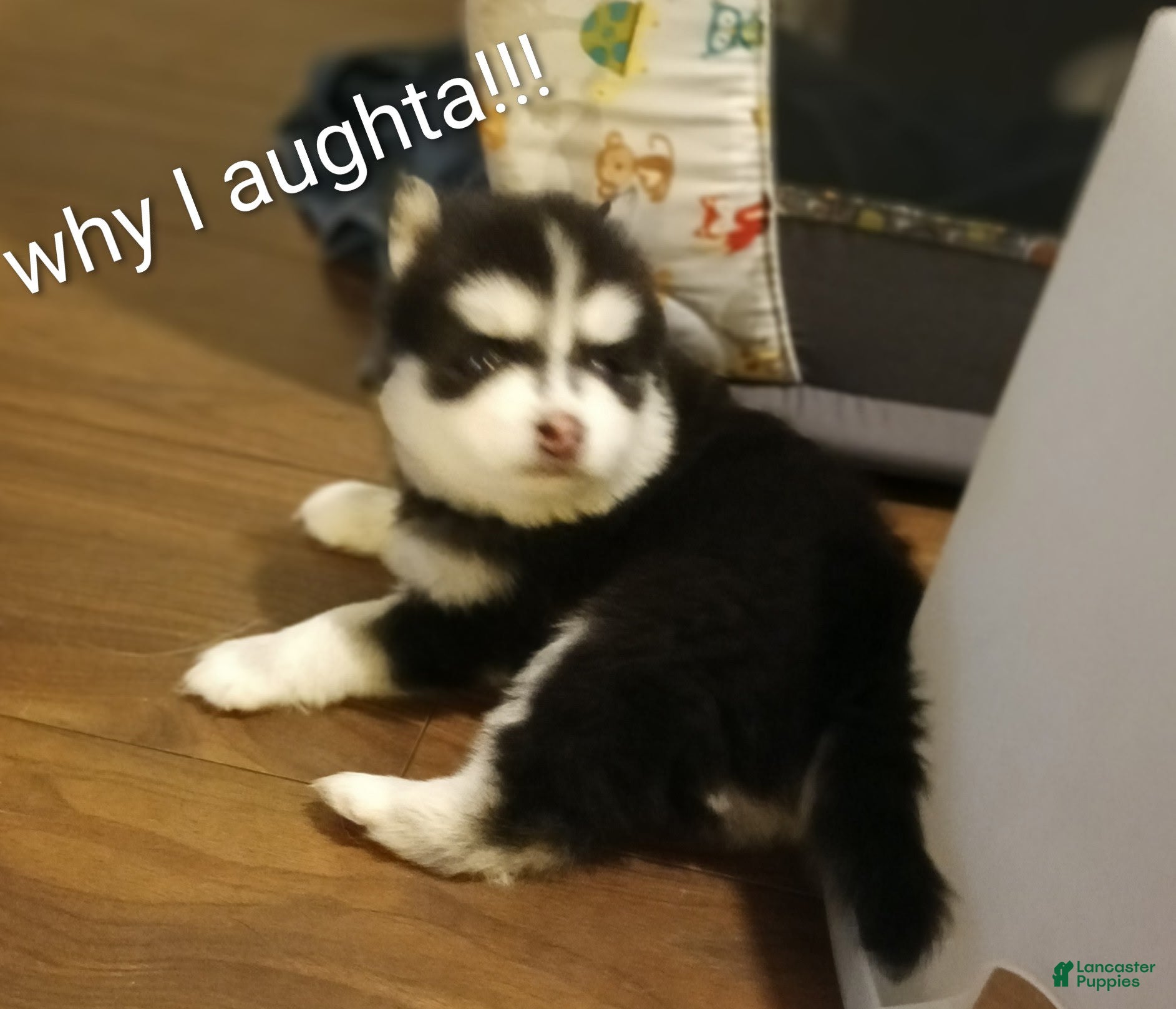 Pomsky dogs Puppy 1  - Ad 2