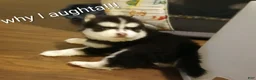 Pomsky dogs for sale: Puppy 1  - Ad 2
