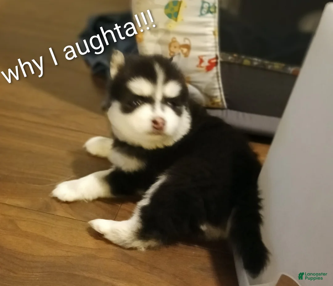 Pomsky dogs for sale: Puppy 1  - Ad 2