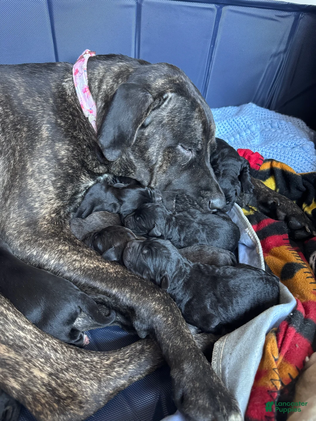 Gallery Image {{count}}