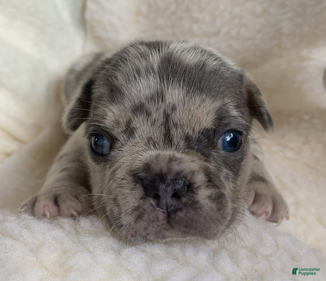 French Bulldog dogs for sale: Theo - Ad 2