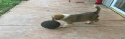 Collie dogs for sale: Crockett - Ad 9