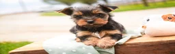 Yorkshire Terrier dogs for sale: Tahoe - Ad 1