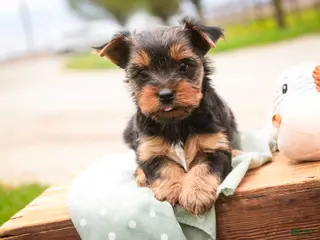 Yorkshire Terrier dogs for sale: Tahoe - Ad 4