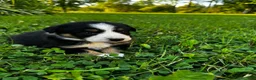 Australian Shepherd dogs for sale: Stripe - Ad 8