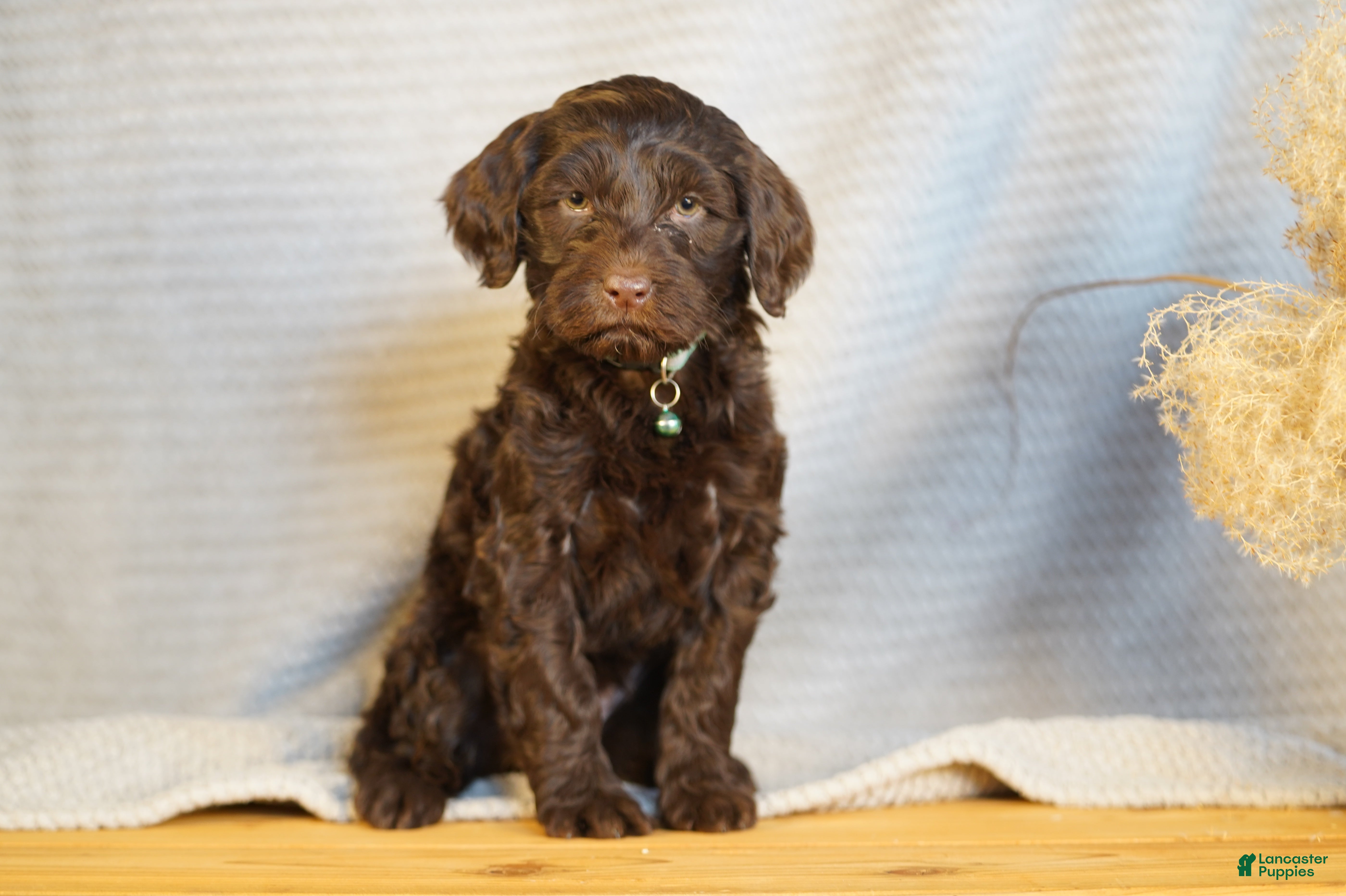 Portuguese Water Dog dogs Pearl  - Ad 21