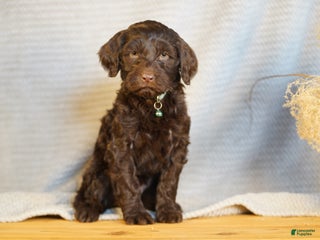 Portuguese Water Dog dogs Pearl - Ad 21