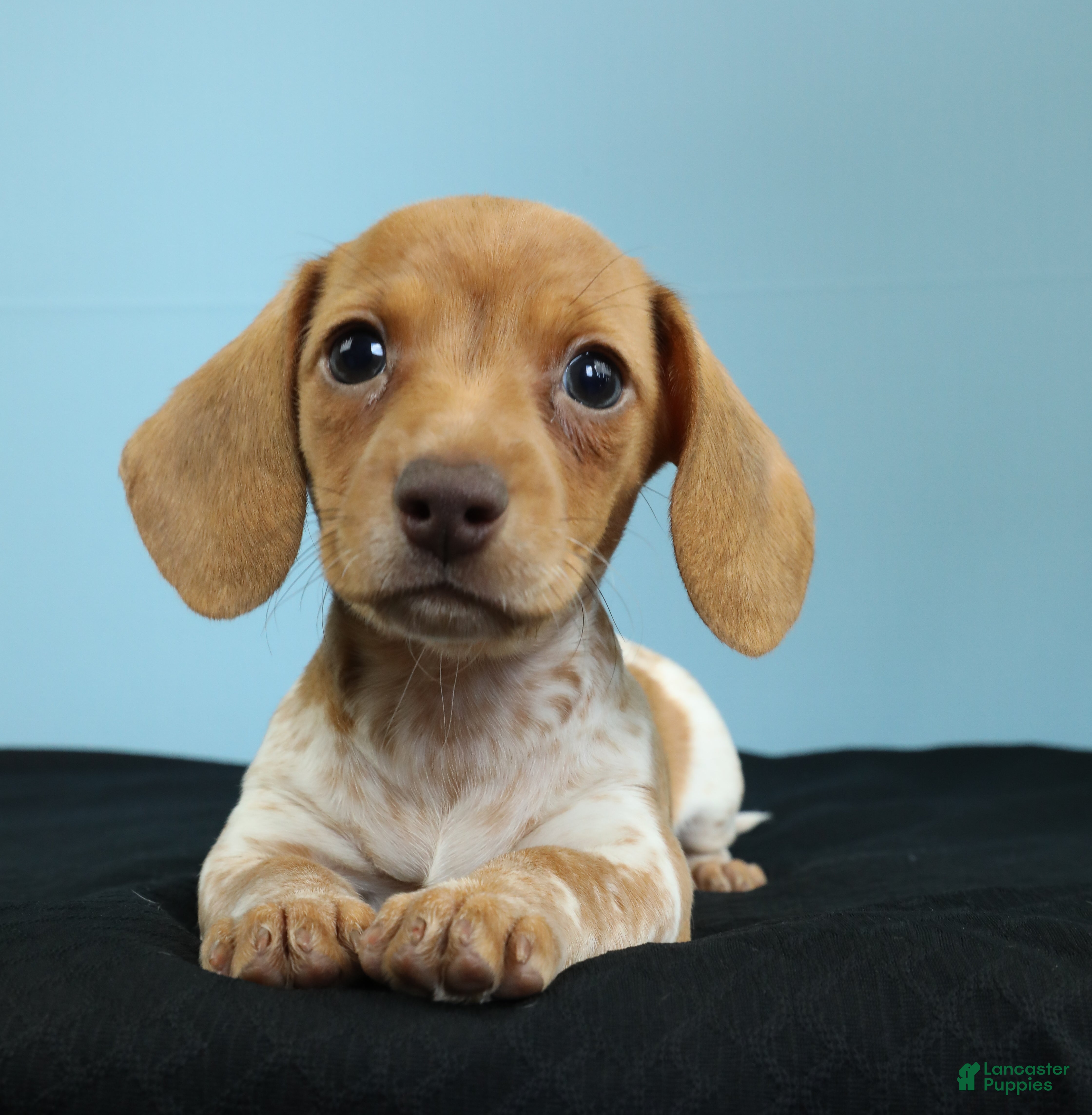 Miniature Dachshund dogs Ember - Ad 1
