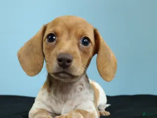 Miniature Dachshund dogs for sale: Ember - Ad 3