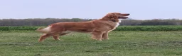 Golden Retriever dogs for sale: LESLIE - Ad 14
