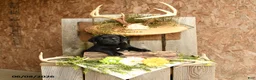 Labrador Retriever dogs for sale: Ace - Ad 4