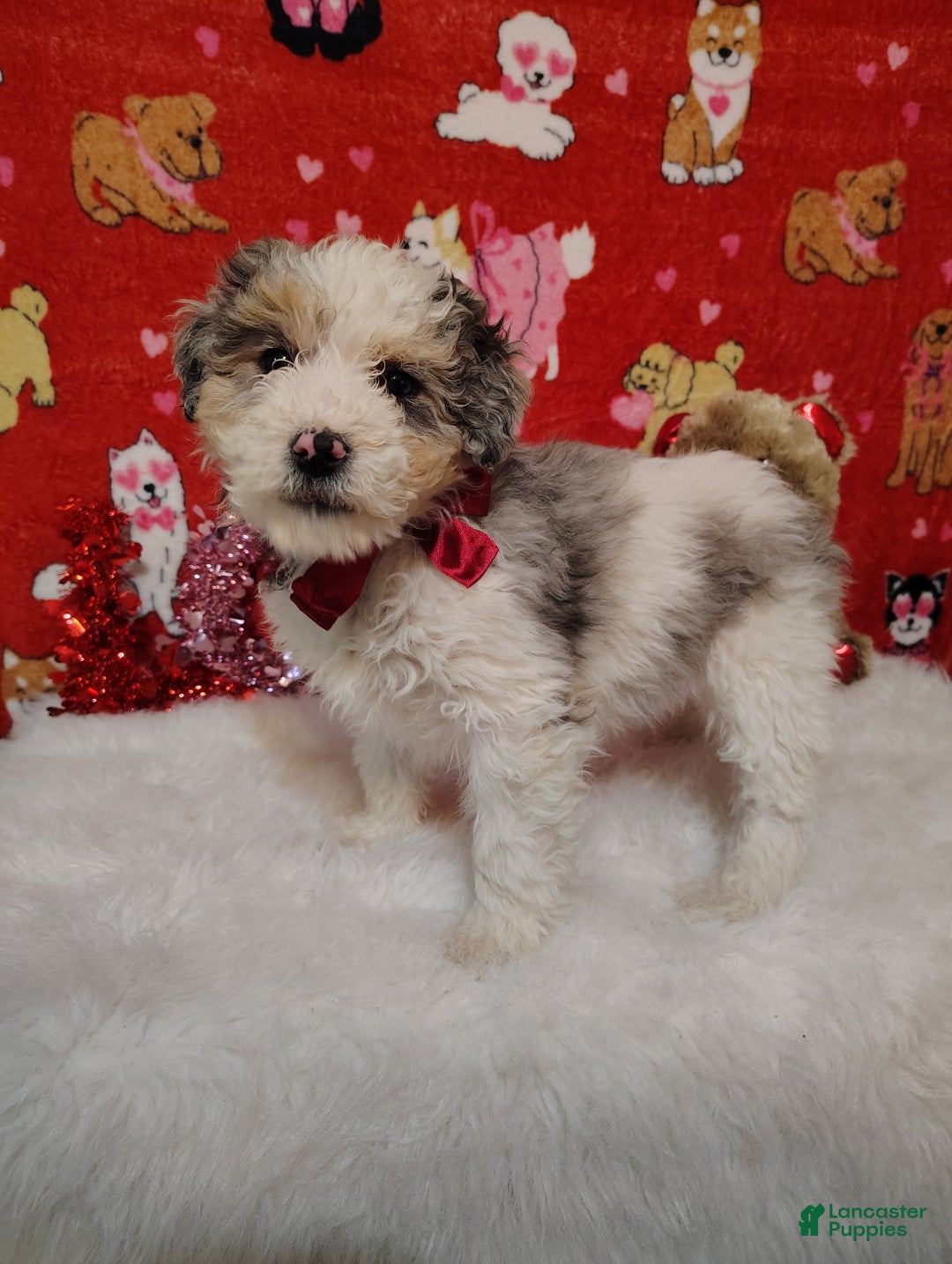 Mini Bernedoodle dogs for sale: Zoe - Ad 4