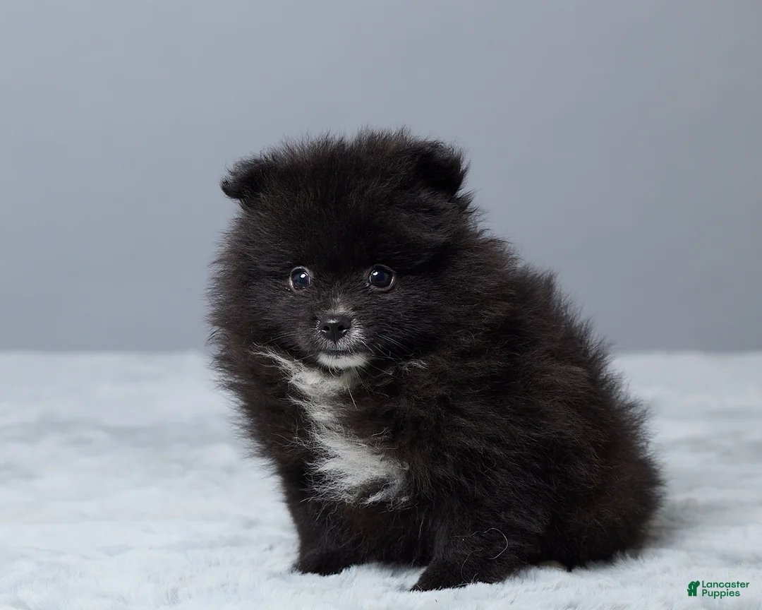 Pomeranian dogs for sale: Lainy - Ad 2