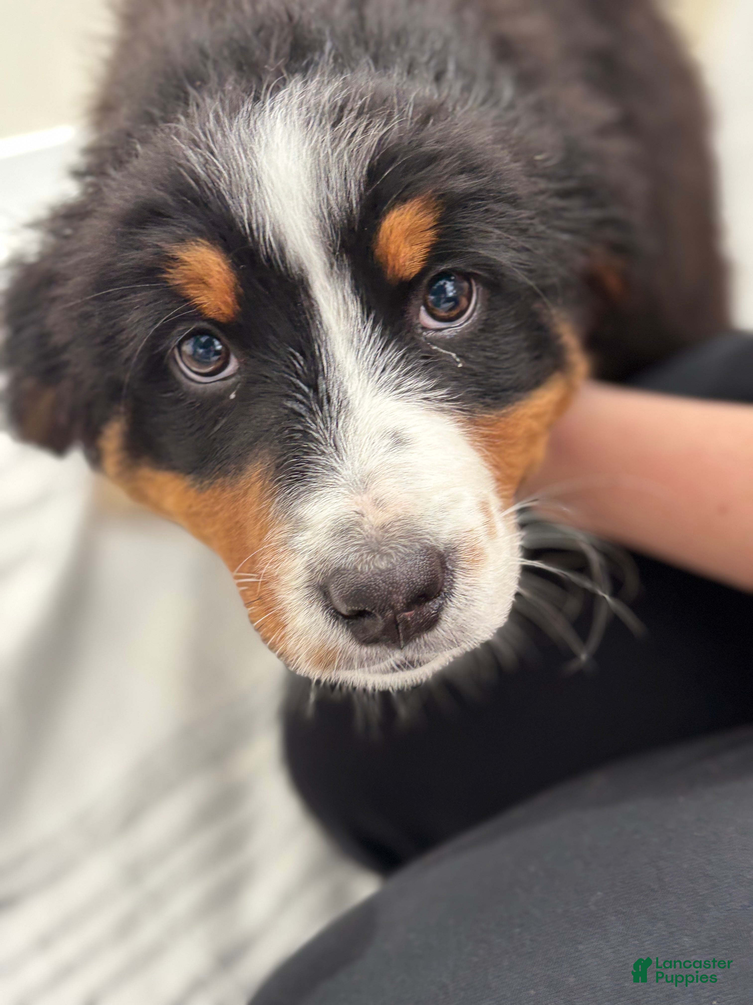 Bernese Mountain Dog dogs Serena - Ad 2