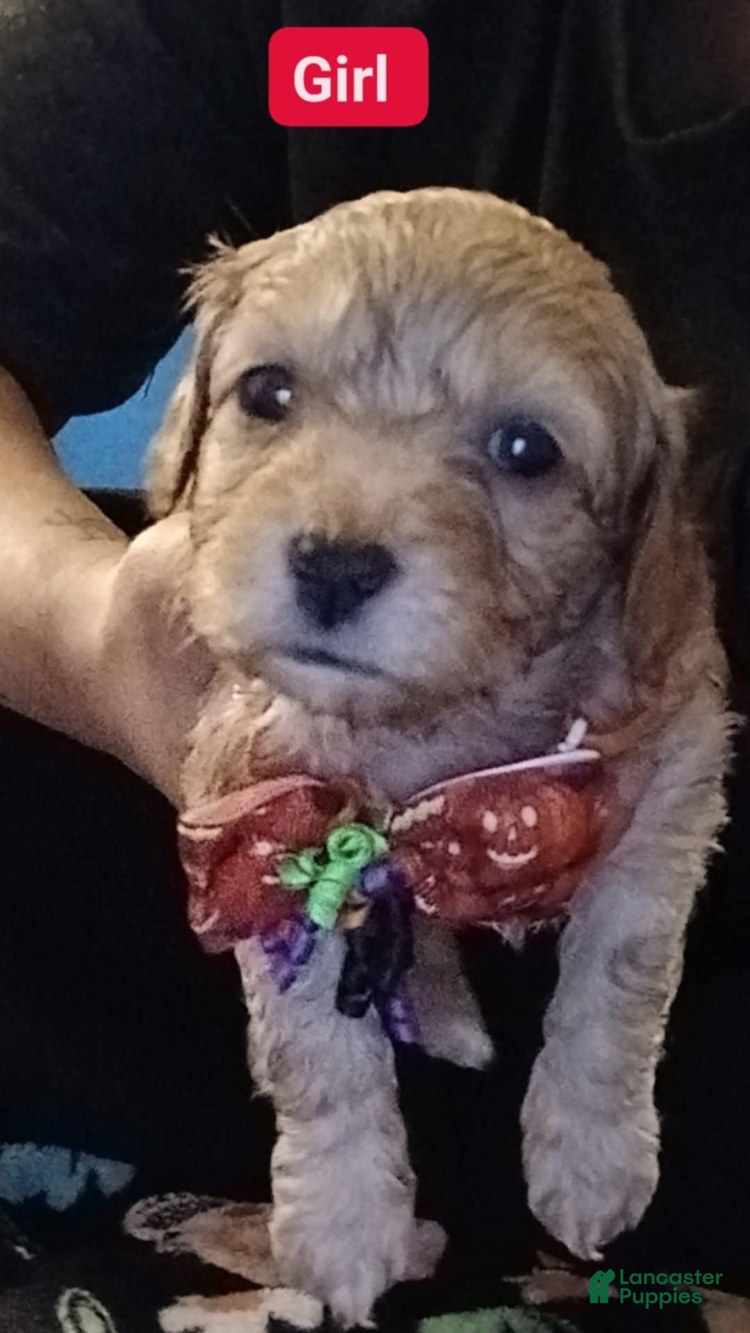 Mixed Breed dogs Mixed Breed Puppy 3 - Ad 33