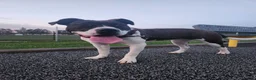 American Pit Bull Terrier dogs for sale: American Pit Bull Terrier 1 - Ad 1